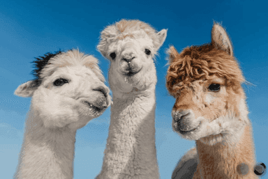 Team Llamas