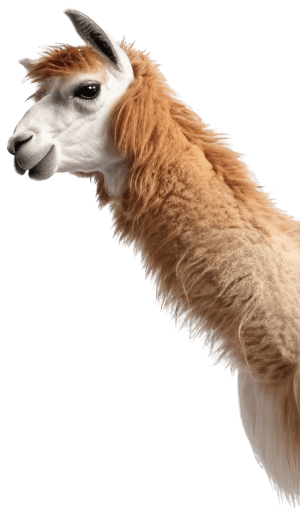 Llama peeking from right