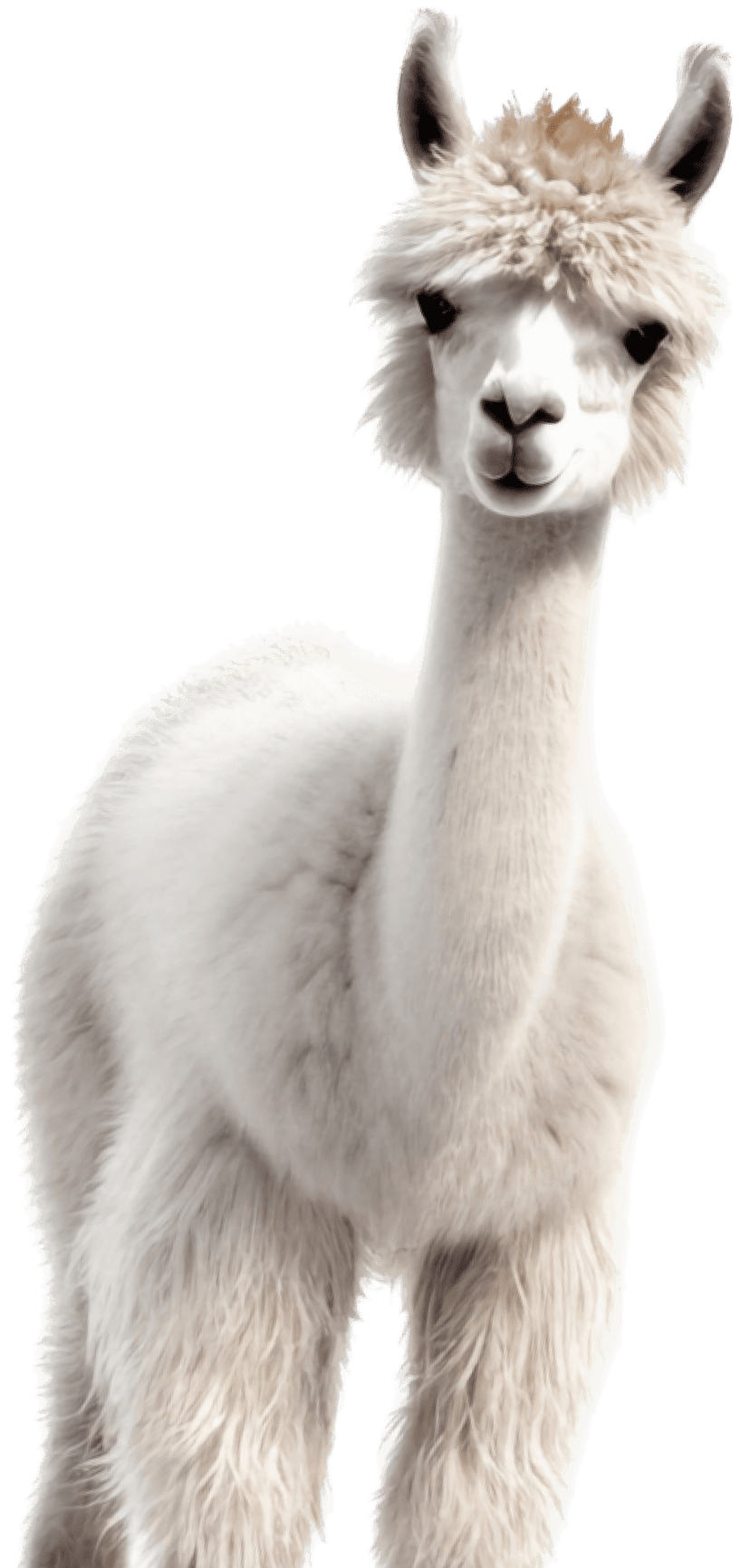 Llama